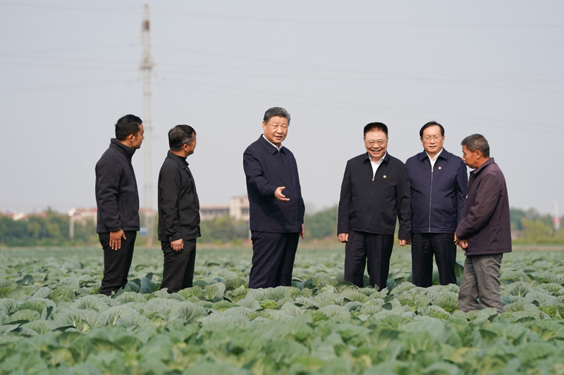 11月4日至6日,中共中央總書記、國家主席、中央軍委主席習(xí)近平在湖北考察。這是5日上午,習(xí)近平在咸寧市嘉魚縣潘家灣鎮(zhèn)十里蔬菜長廊考察時(shí),走進(jìn)田間,察看蔬菜長勢。